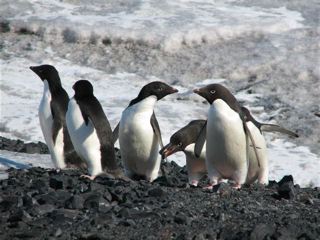 mcmurdo_penguins